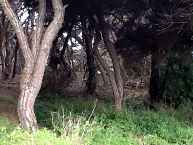 Part de la pineda de Llevant Mar (Gav� Mar) despr�s de ser cremada en dos incendis intencionats consecutius (22 Maig 2012)